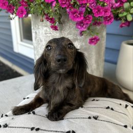 Henna - Dachshund