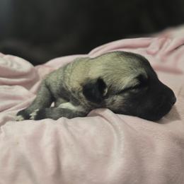 Anatolian Shepherd Dog Puppies from Florida Anatolian Shepherds