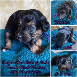 Takis - female Australian Mountain Doodle puppy in Port Orchard, Washington from Yukon Harbor Doodles