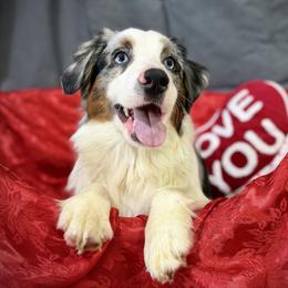Buck - Blue merle male Miniature American Shepherd puppy in Clinton, Missouri from Mockingbirds American Minis