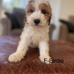 Birdie - Apricot female Goldendoodle puppy in Strasburg, Pennsylvania from Still Water Puppies