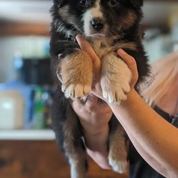 Australian Shepherd Puppies from Sonya Pfeiffer