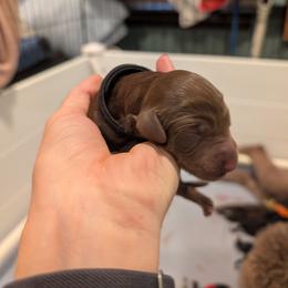 Ivy - Chocolate female Australian Labradoodle puppy in Sturbridge, Massachusetts from Pawlite Best Friends