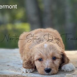 Vermont - Goldendoodle puppy in Lancaster, Minnesota from North Star Dog Training