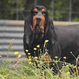 Raven - Bloodhound
