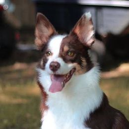 Lumière - Border Collie