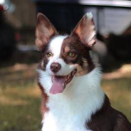Lumière - Border Collie