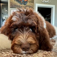 Newfypoo Puppies from Two Sisters Ranch, LLC