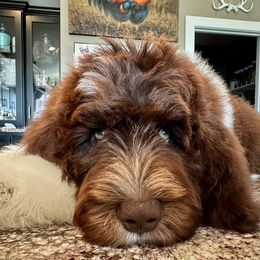 Newfypoo Puppies from Two Sisters Ranch, LLC