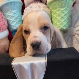 Hannah - Lemon and white female Basset Hound puppy in Big Rapids, Michigan from Basket Hound Bassets