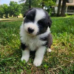 Black Tri Male - Black tri-color male Australian Shepherd puppy in Elkton, Tennessee from Riverlook Australian Shepherds