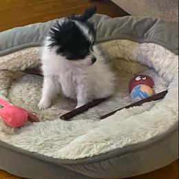 Puppy puppy 2 - White black and tan male Papillon puppy in Derry, New Hampshire from A Circle Of Love Papillons