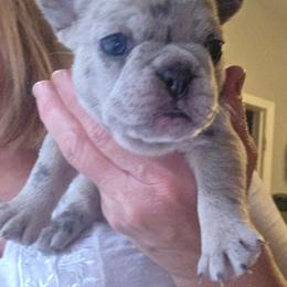 Ava - Blue female Companion Cross puppy in Fort Myers, Florida from Legends Frenchton's, French Bulldogs ,Boston Terriers, Reindeer chihuahuas & French Bullhuahua's