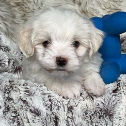 Havanese and Pug Puppies from Casa Blanca Pugs & Mardi Gras Havanese