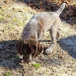 German Shorthaired Pointer Puppies from Buggytown Birddogs