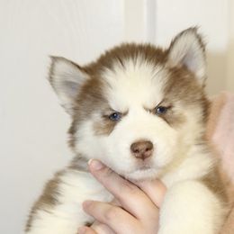 Siberian Husky Puppies from Southern Snow Dogs