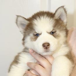 Siberian Husky Puppies from Southern Snow Dogs