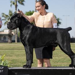 Cane Corso from Valentina Cane Corso