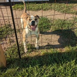 Mac - American Bulldog