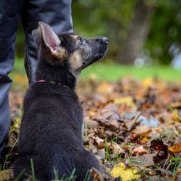 German Shepherd Puppies from Vom Feuerlands