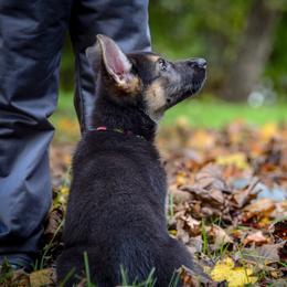 German Shepherd Puppies from Vom Feuerlands