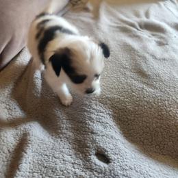 Girl 1 Rosemary - White and black female Papillon puppy in Bon Aqua, Tennessee from Rene's Papillon