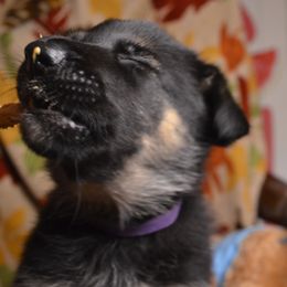 German Shepherd Puppies from VST German Shepherds