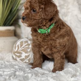 Poodle Puppies from Maria Sedano