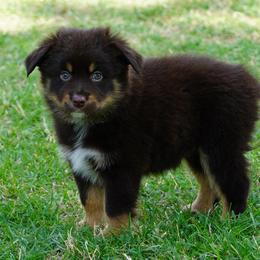 Boy 4 - Red tri male Miniature Australian Shepherd puppy in Lawton, Oklahoma from Lindsey’s Aussies