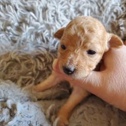 Aussiedoodle Puppies from Down Under Doodles