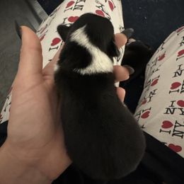 Girl 1 - Sable female Pembroke Welsh Corgi puppy in Sacramento, California from 777 Corgis