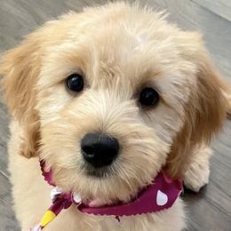 Aussiedoodle and Goldendoodle Puppies from Saddle Hill Farms