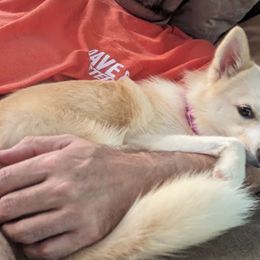Lexi - Pomsky