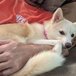 Lexi - Pomsky