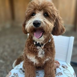 Peaches - Goldendoodle