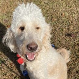 Goldendoodles from Champ Brand Kennels