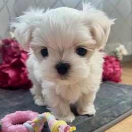 Rolax - White male Maltese puppy in Buckeye, Arizona from Casper’s maltese