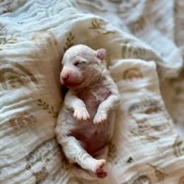 Blossom girl - Parti female Goldendoodle puppy in Rio Linda, California from Plush Doodles