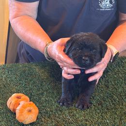 Purple collar - Black female Labrador Retriever puppy in Whigham, Georgia from Diamond C Labradors