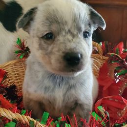 Eye patch - Blue mottled male Australian Cattle Dog puppy in Lenoir, North Carolina from Blue Coyote Ranch