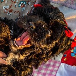 Goldendoodle Puppies from Baby Bell Doodles