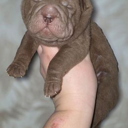 Aticus - Chocolate dilute male Chinese Shar-Pei puppy in Salem, Ohio from WrinkleMonsters