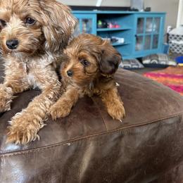 Cavapoo and Maltipoo Puppies from Julie Chandler