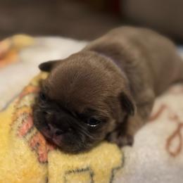 Shakira - Blue fawn female French Bulldog puppy in Spring, Texas from Amanda's French Bulldogs