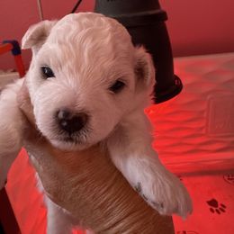 Girl 1 - White female Bichon Frise puppy in Lake Elsinore, California from Amber's Bichon Frise and Poodles