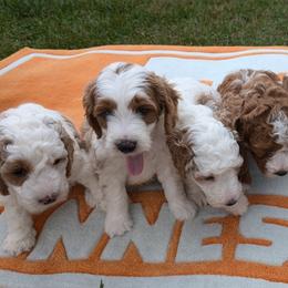 Goldendoodle Puppies from Lollie's Doodles