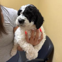 Mr. Yellow - Parti male Labradoodle puppy in Liberty Hill, Texas from Martin Family Doodle