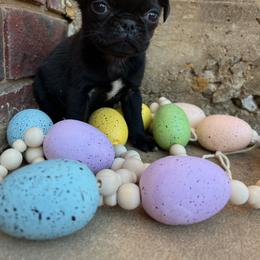 Rocco - Black male Pug puppy in Yellville, Arkansas from Ozark Mountain Doodles & Pugs