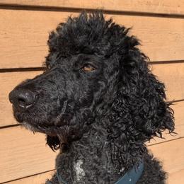 Willie  - Poodle
