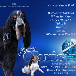 - Bluetick Coonhound puppy in Andalusia, Alabama from Wetapo Creek Kennel